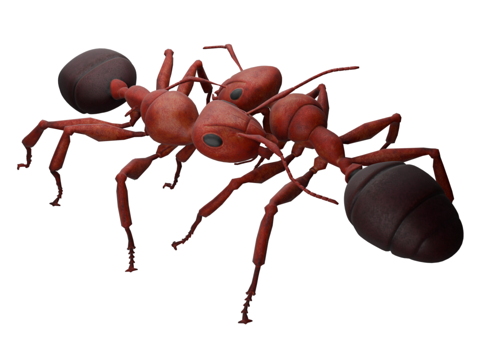 Ameisenpfad Heimbuchenthal: Von der Vision zum greifbaren AR-Prototypen